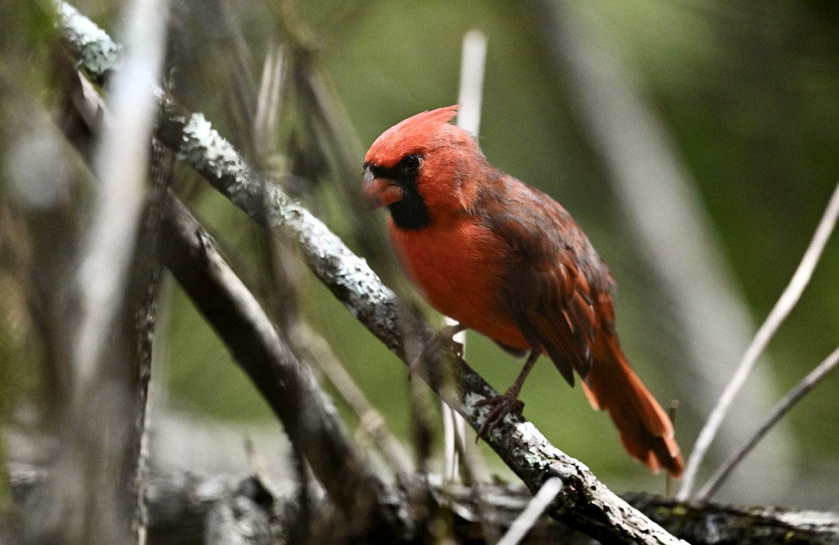 Northern Cardinal - ML642358194