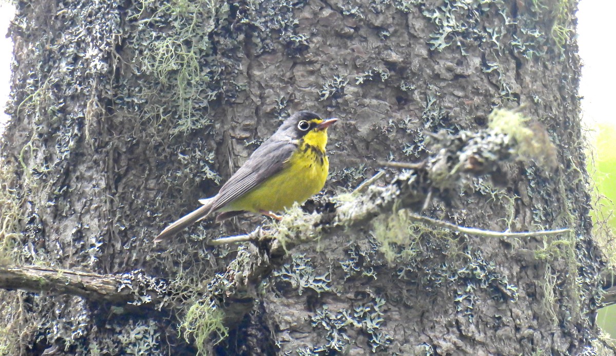 Canada Warbler - ML642358195