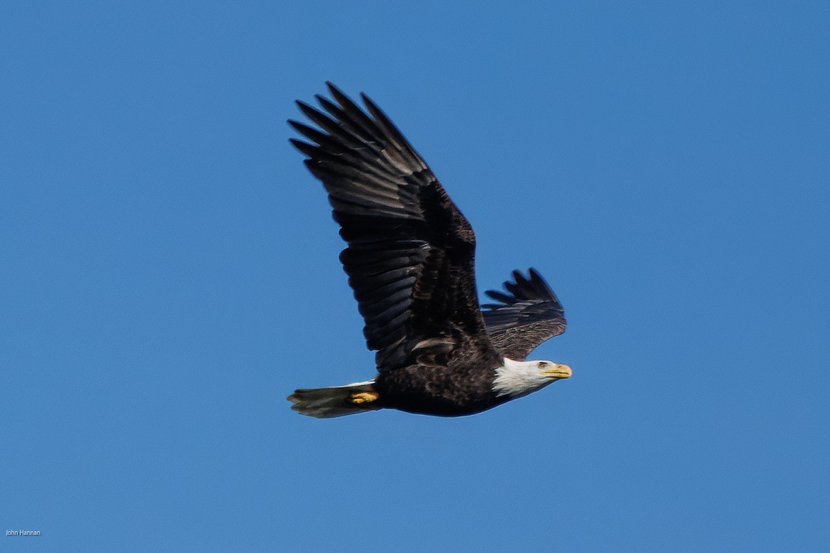 Bald Eagle - ML642358207