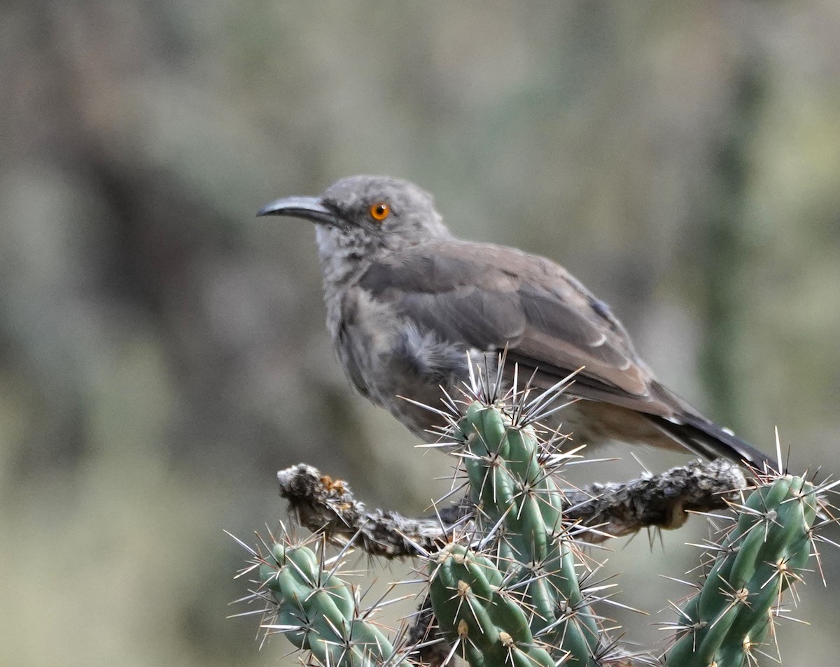 kaktusspottefugl - ML642358218