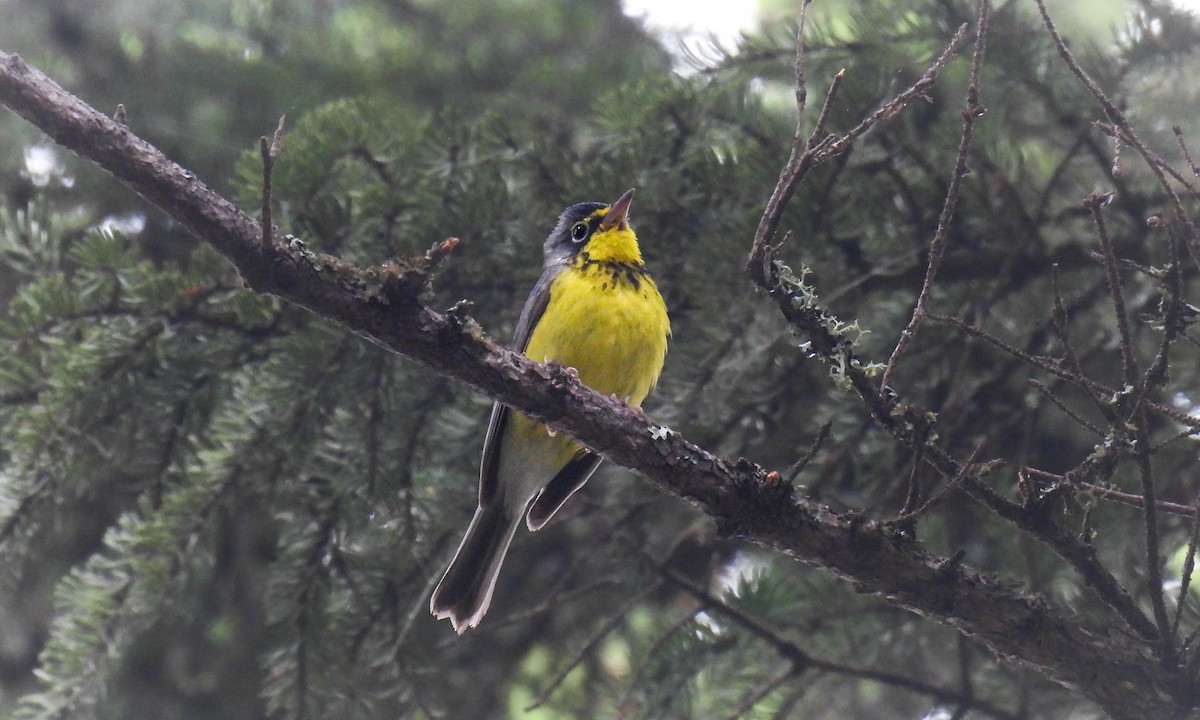 Canada Warbler - ML642358223