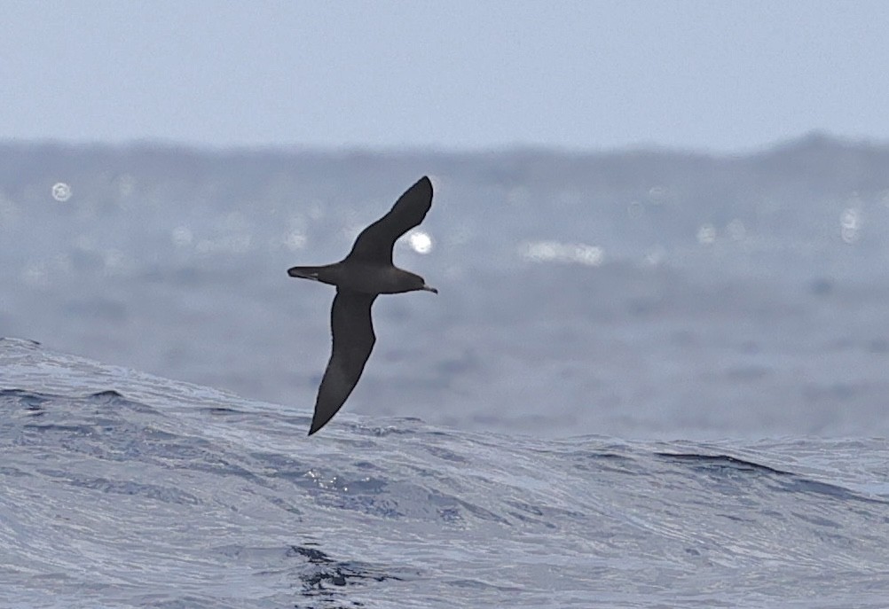 Flesh-footed Shearwater - ML642358230