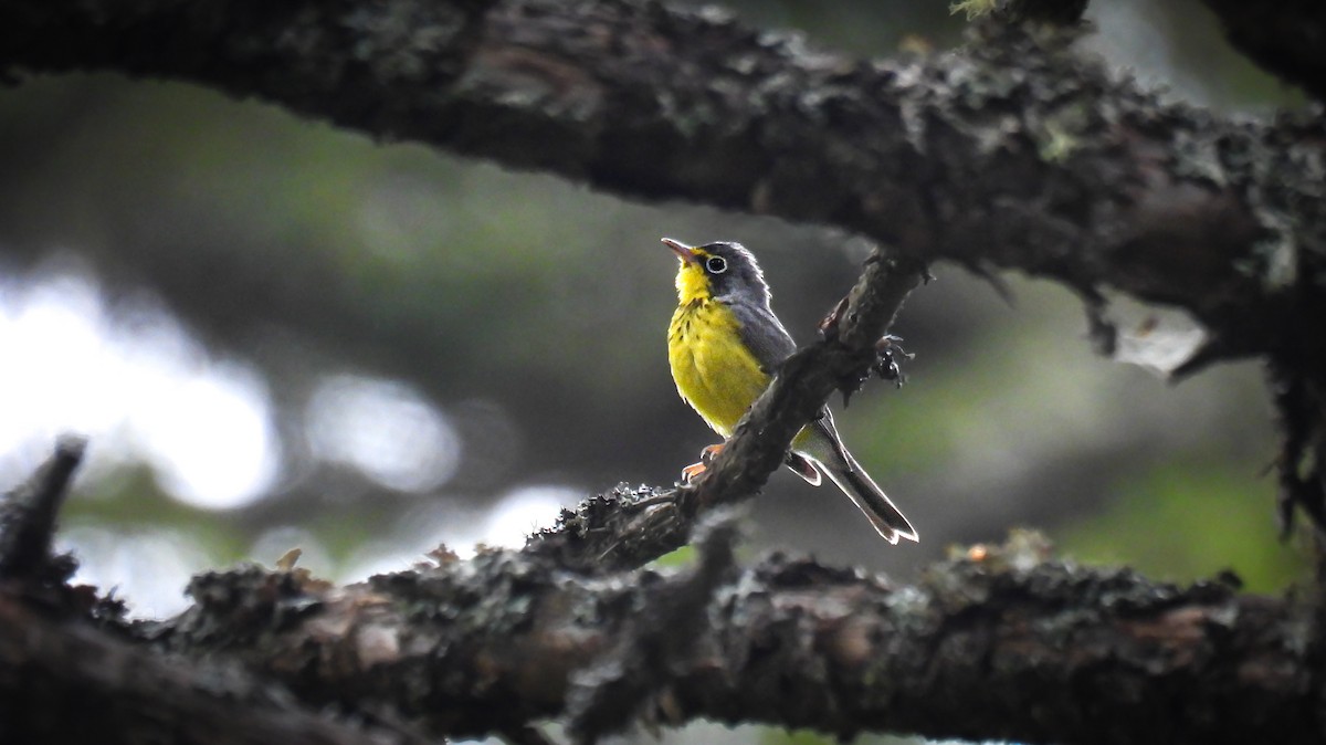 Canada Warbler - ML642358231