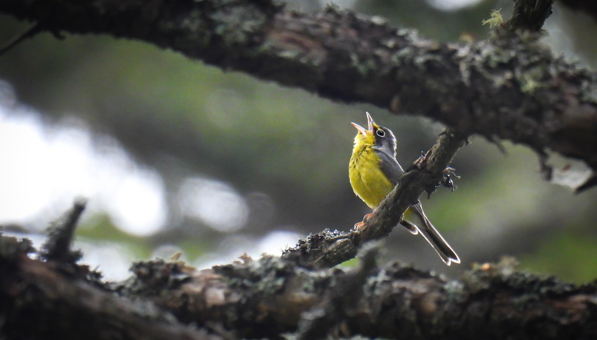 Canada Warbler - ML642358234
