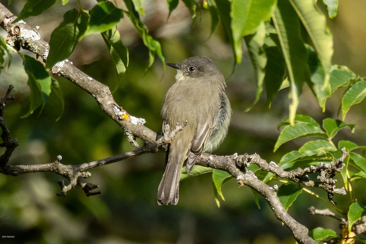 Eastern Phoebe - ML642358235