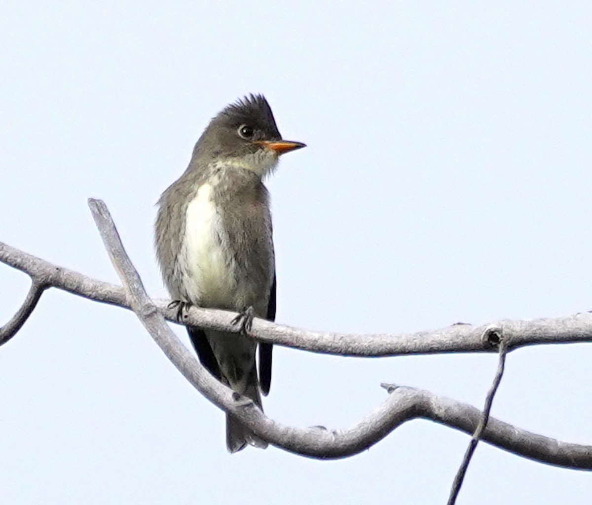 Olive-sided Flycatcher - ML642358237