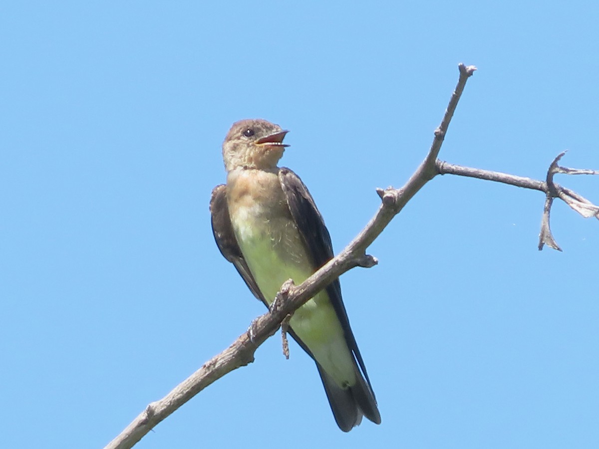 Southern Rough-winged Swallow - ML642358238