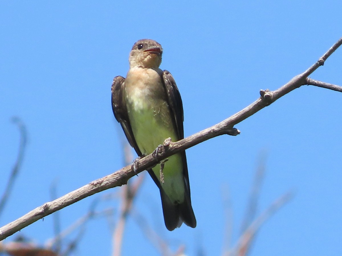 Southern Rough-winged Swallow - ML642358239
