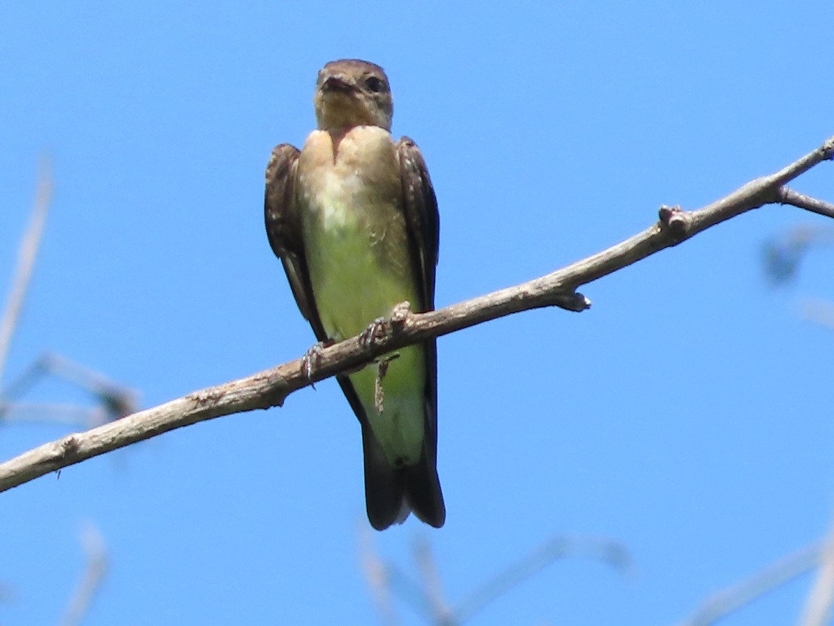 Southern Rough-winged Swallow - ML642358240