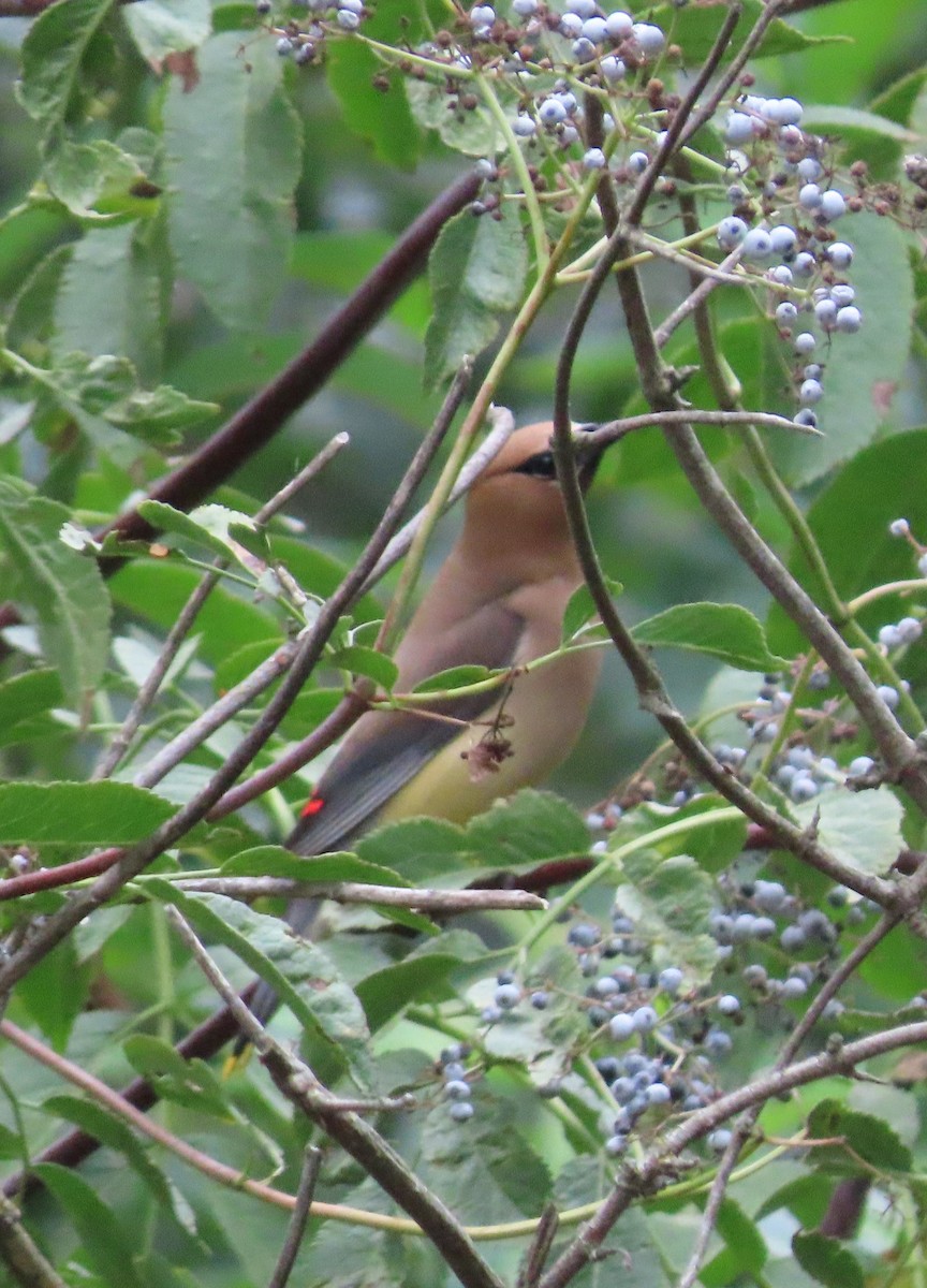 Cedar Waxwing - ML642358246