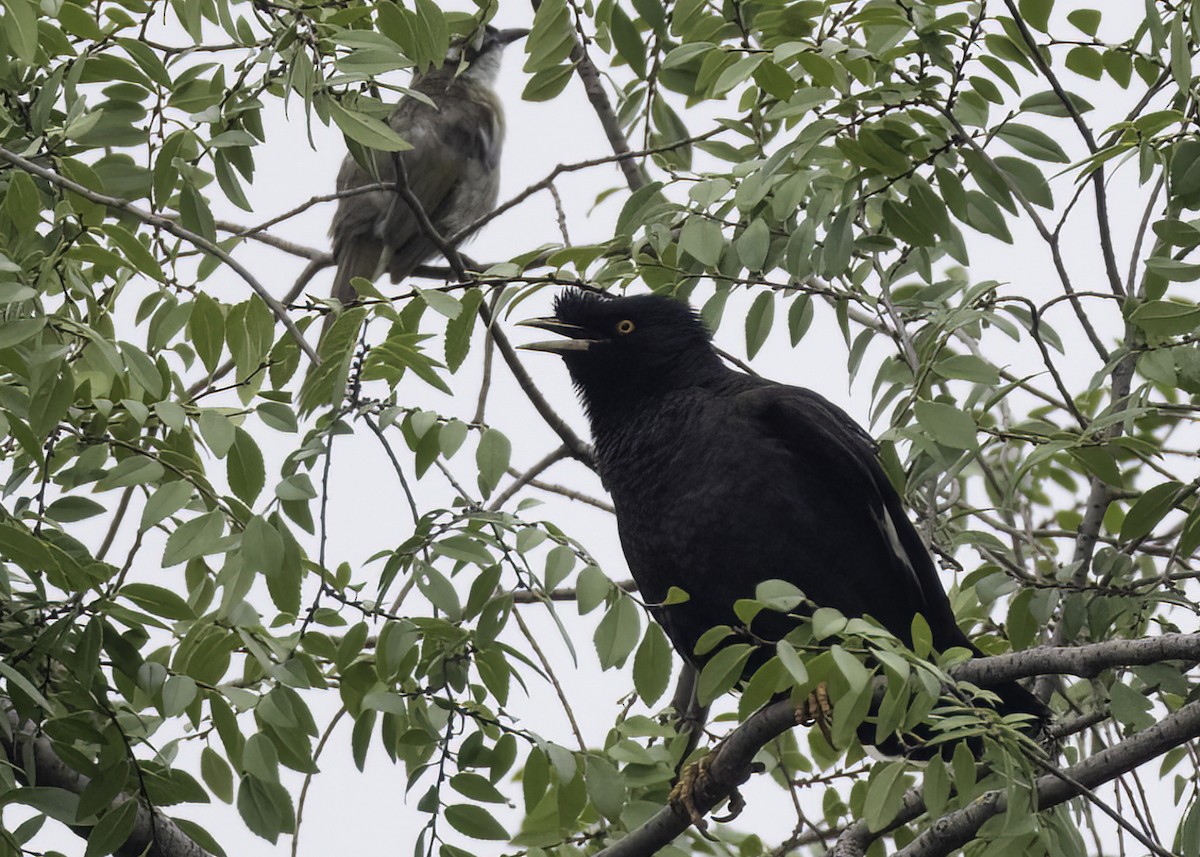 Crested Myna - ML642358261
