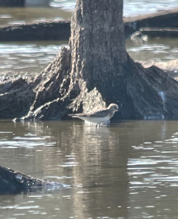 Baird's Sandpiper - ML642358278