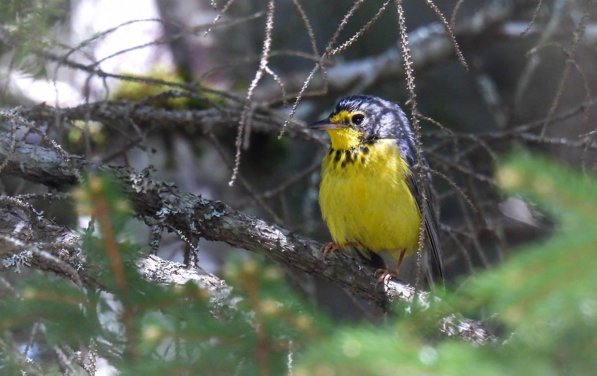 Canada Warbler - ML642358309