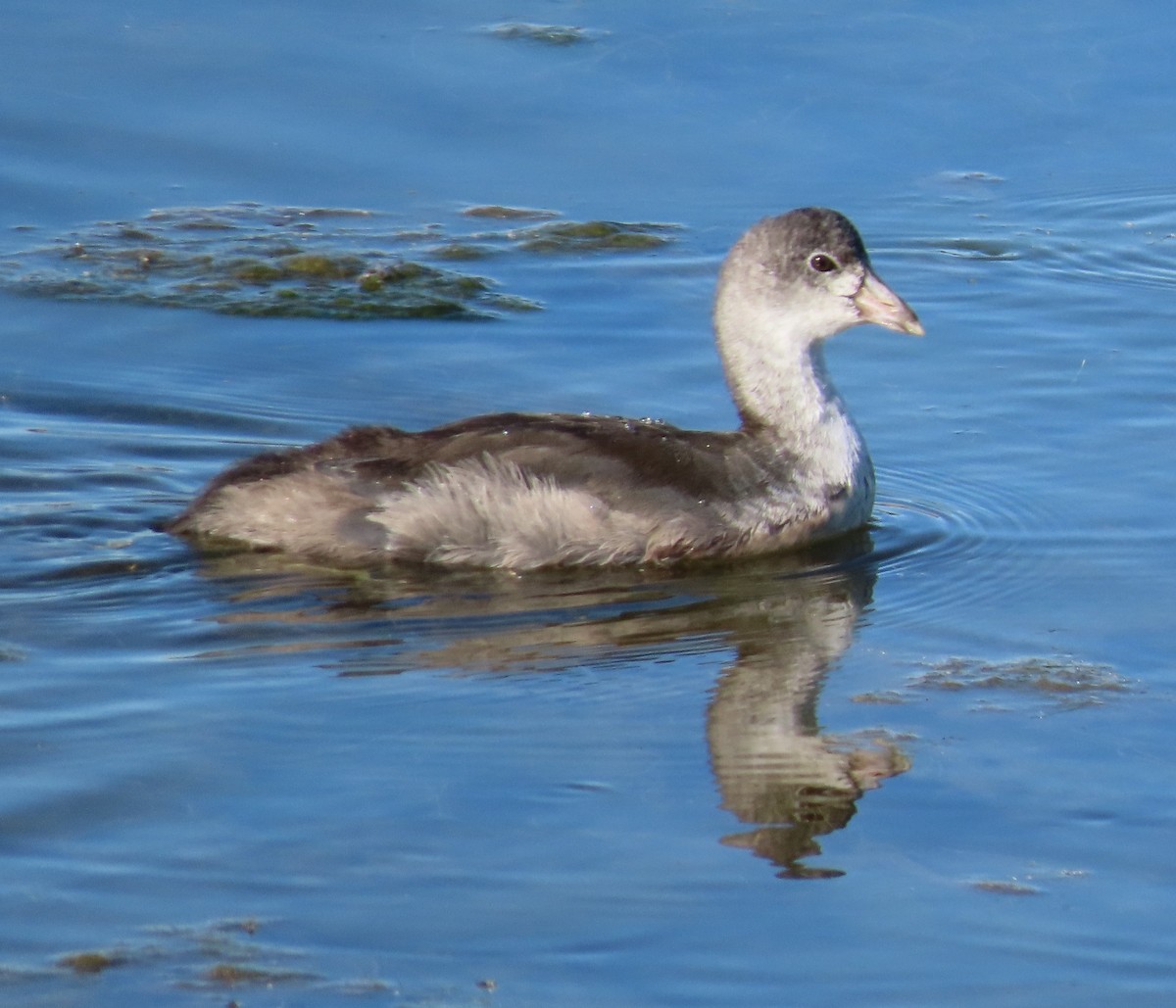 Common Gallinule - ML642358310