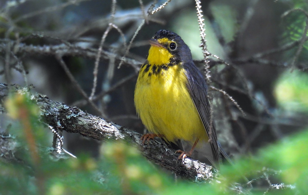 Canada Warbler - ML642358320