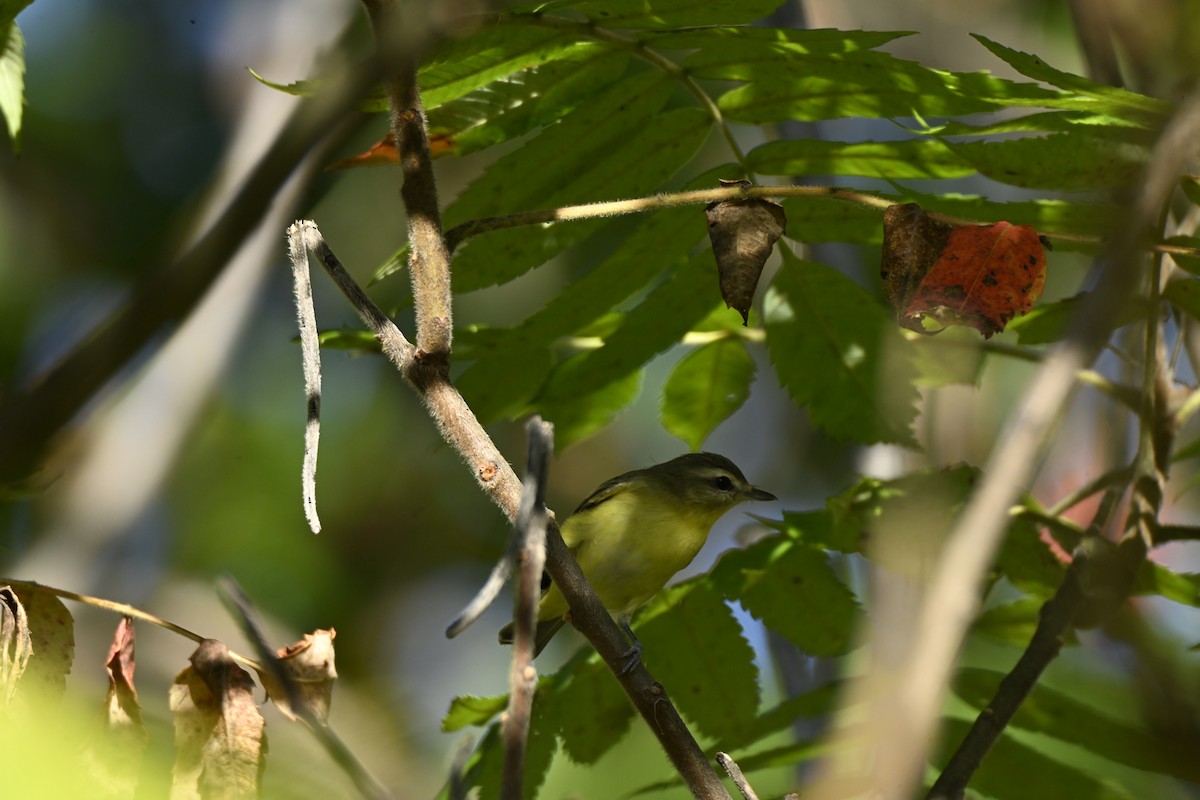 Philadelphia Vireo - ML642358337