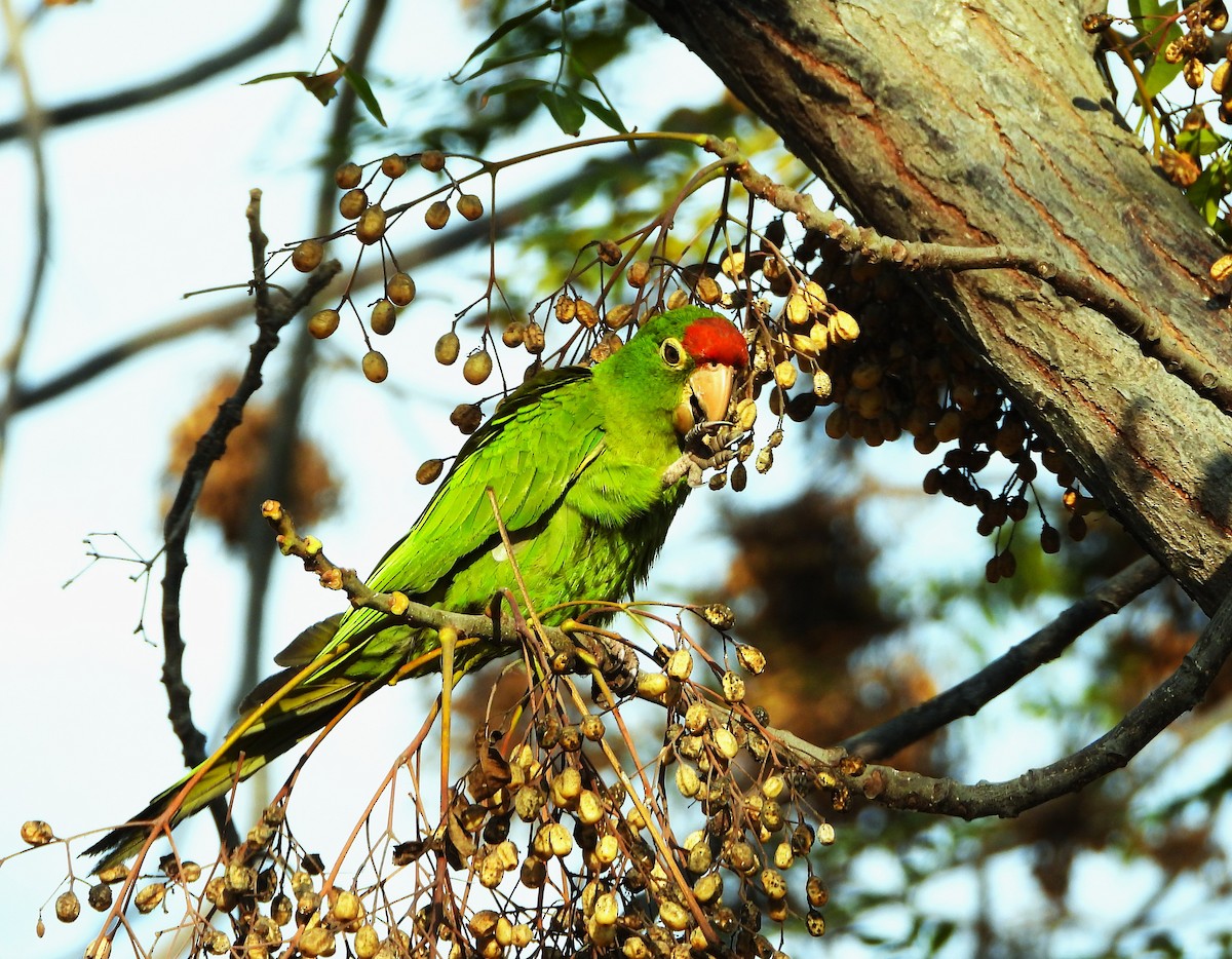 Cordilleran Parakeet - ML642358351