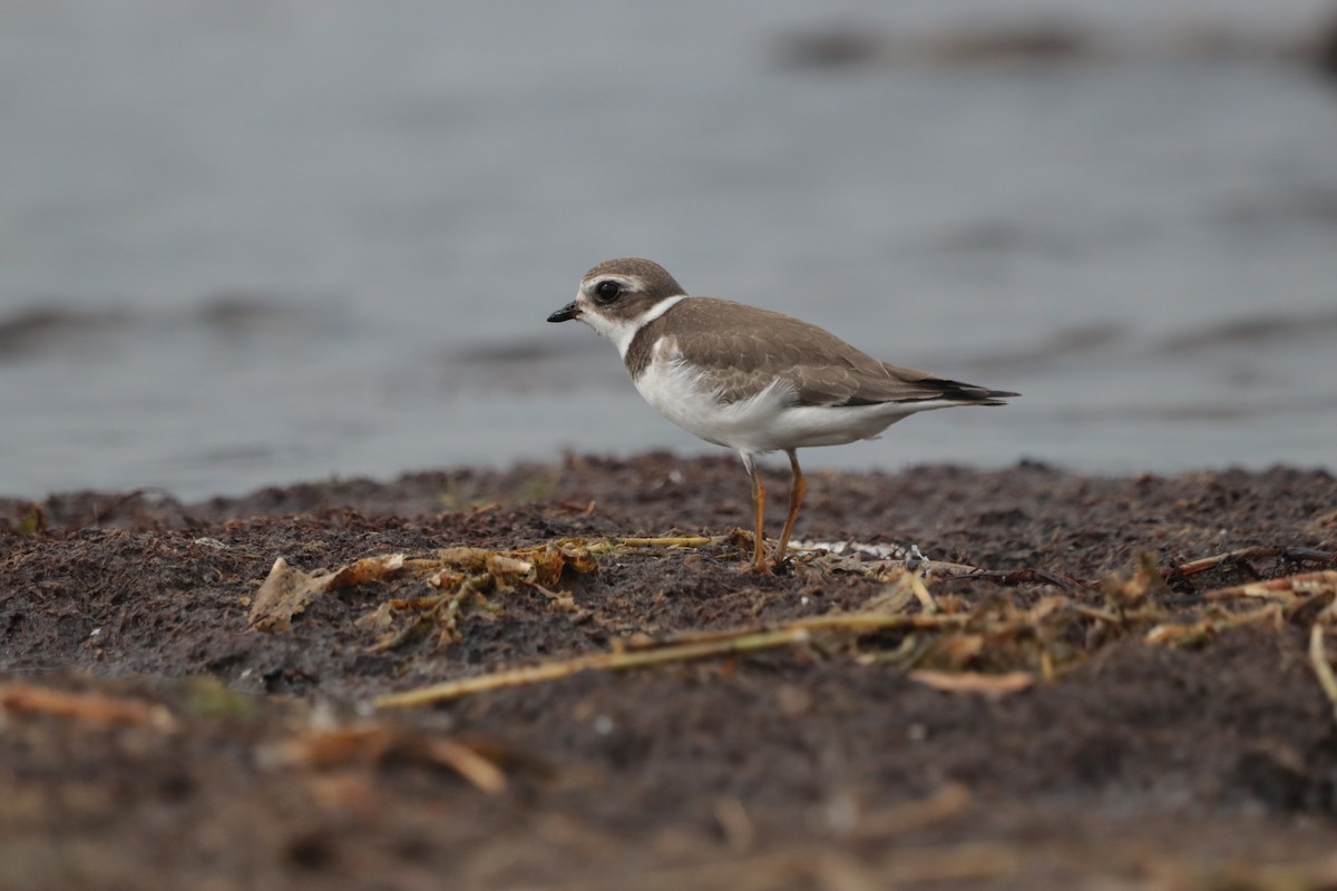 Semipalmated Plover - ML642358360