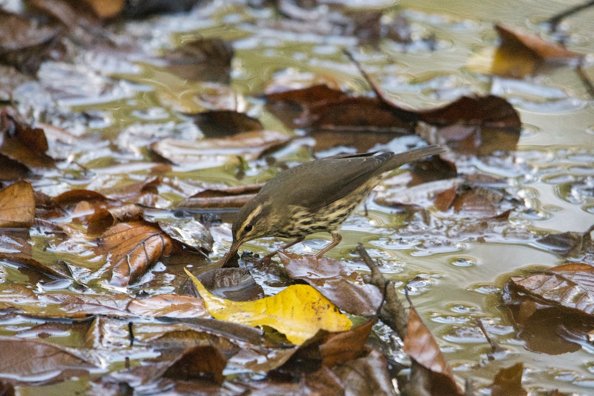 Northern Waterthrush - ML642358364