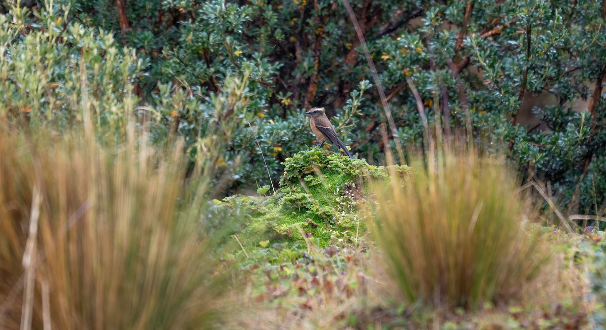 Brown-backed Chat-Tyrant - ML642358369