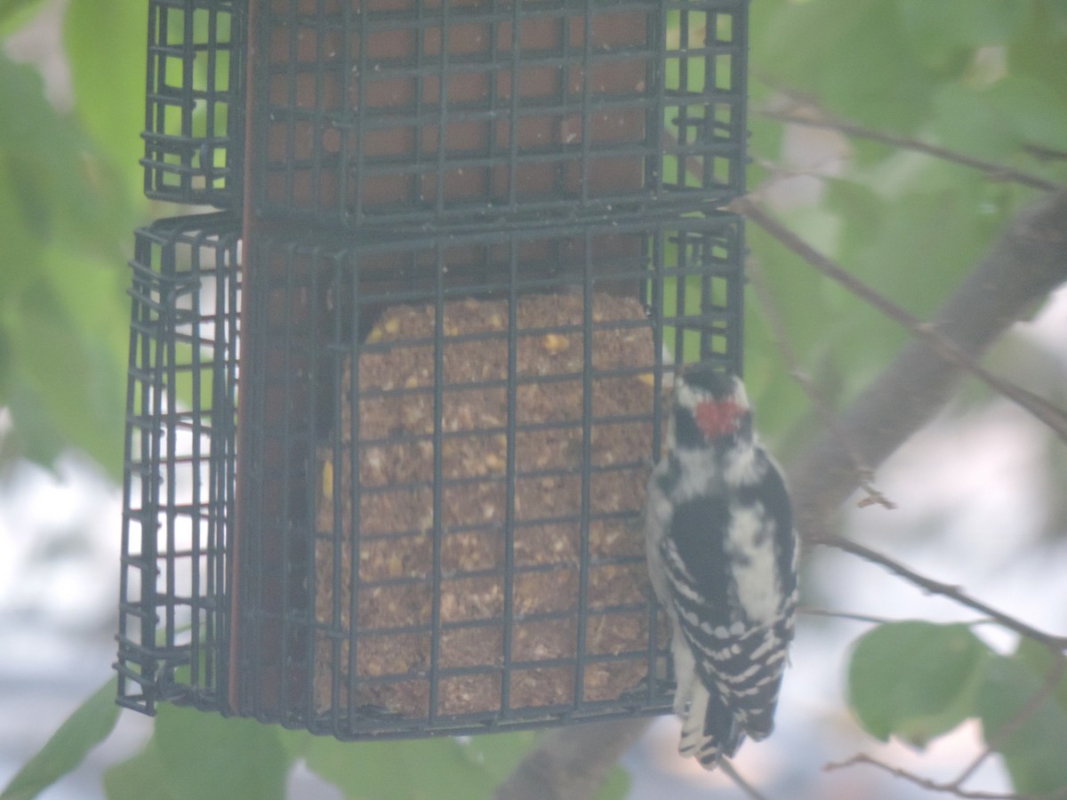 Downy Woodpecker - ML642358377
