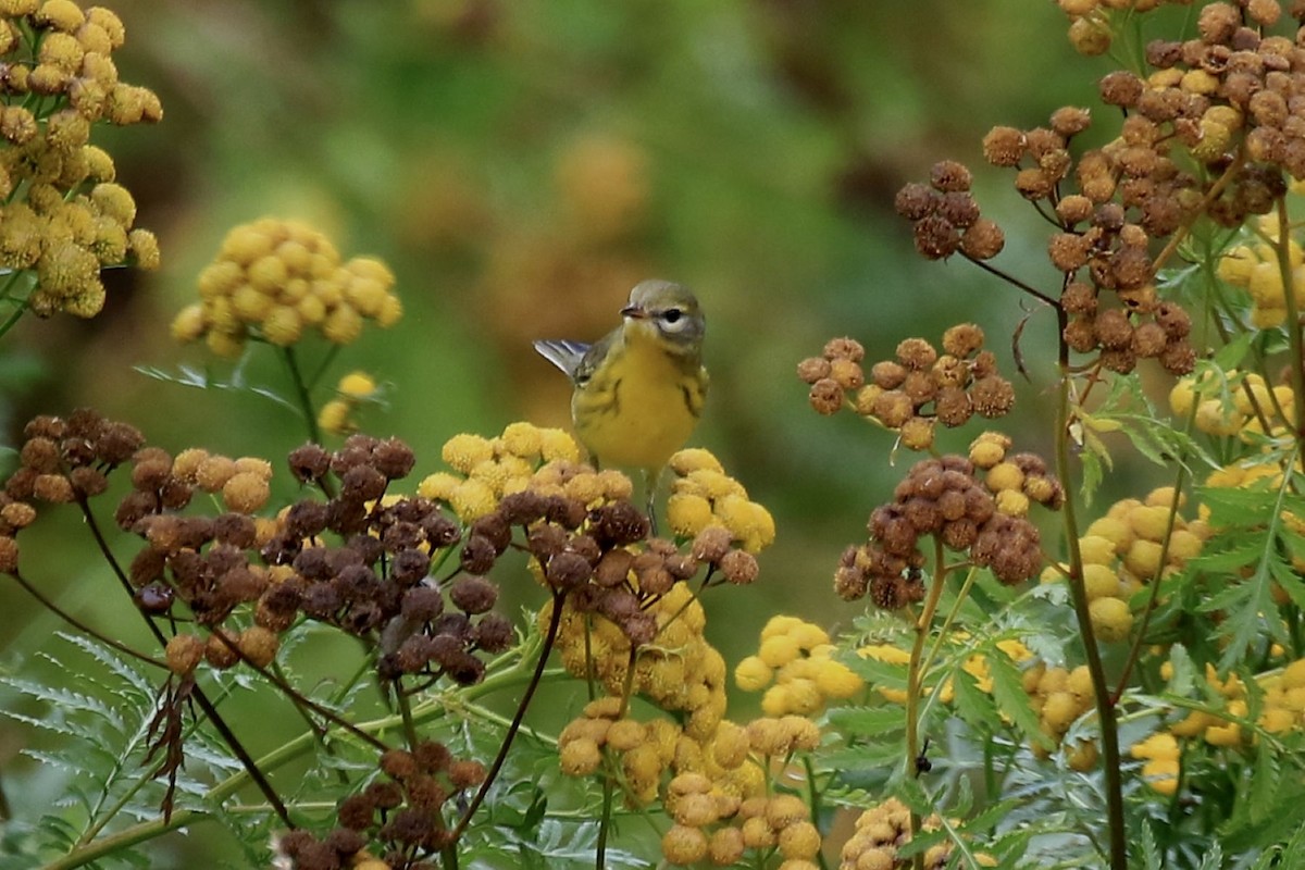 Prairie Warbler - ML642358378