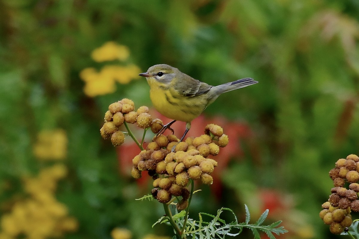 Prairie Warbler - ML642358379