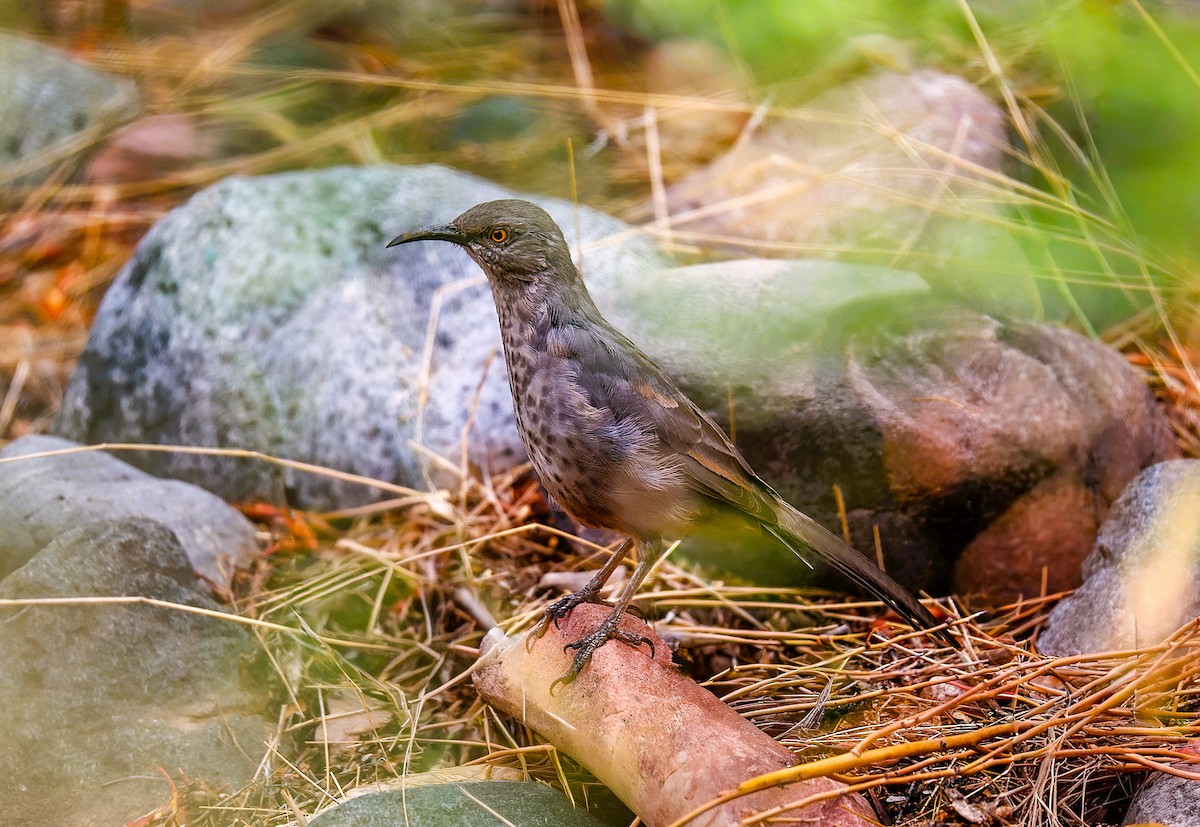 kaktusspottefugl - ML642358380