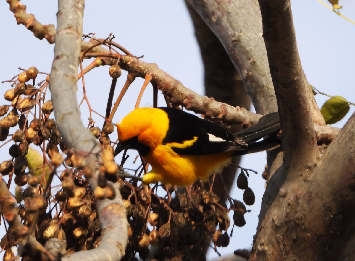 White-edged Oriole - ML642358383