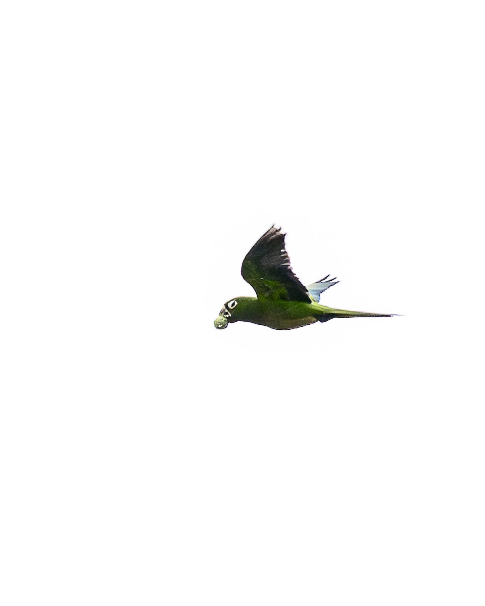 ジャマイカインコ - ML642358386