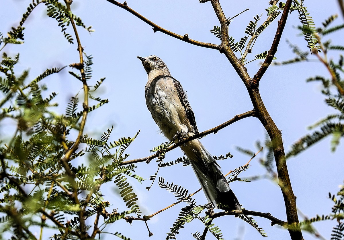 Northern Mockingbird - ML642358400
