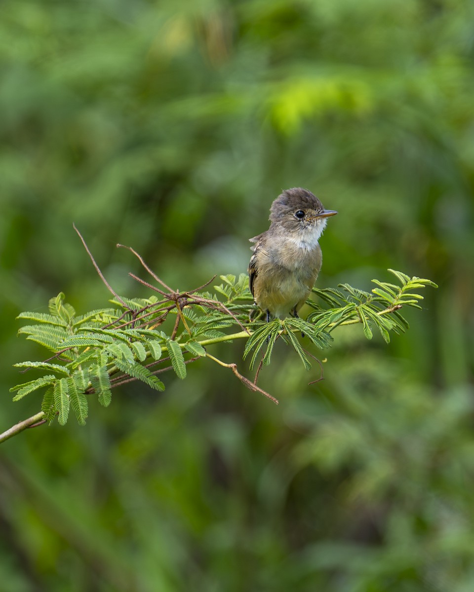 White-throated Flycatcher - ML642358410