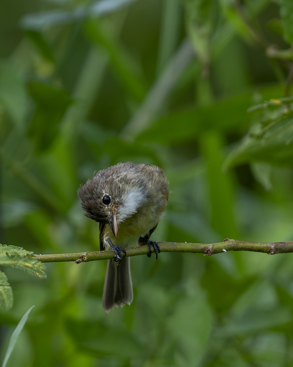 White-throated Flycatcher - ML642358411