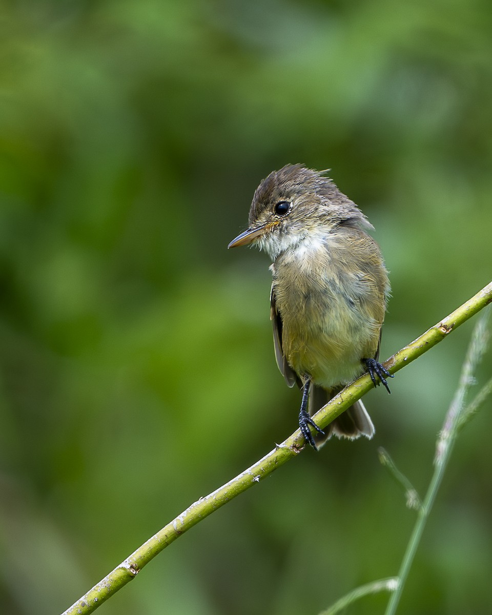 White-throated Flycatcher - ML642358413