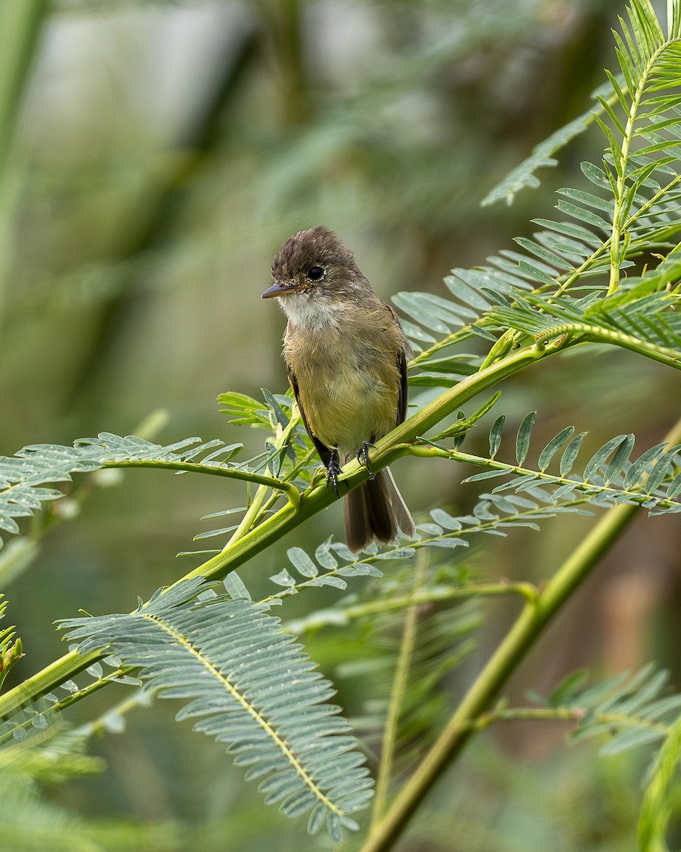 White-throated Flycatcher - ML642358414
