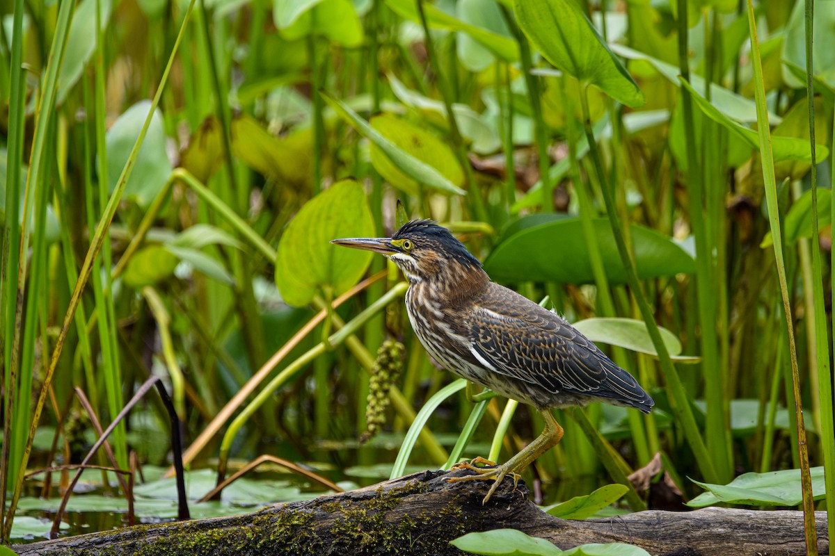 Green Heron - ML642358435