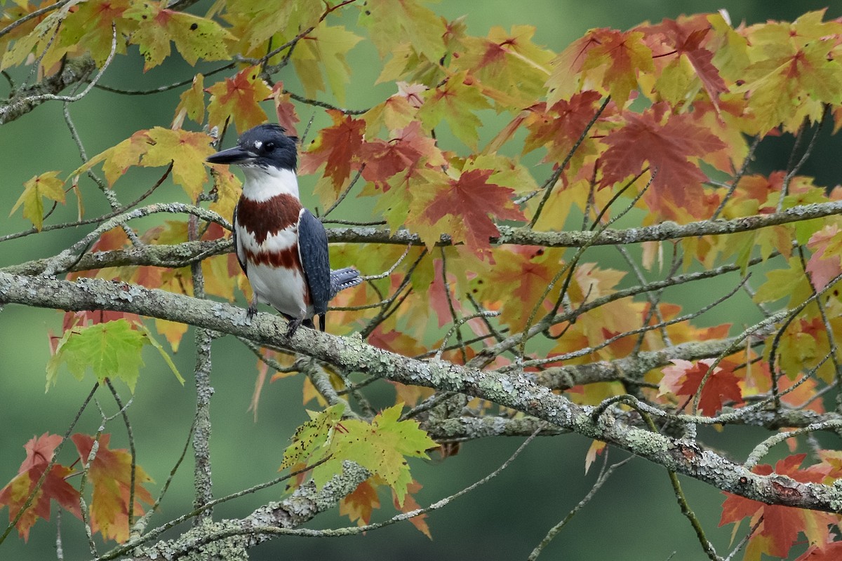 Belted Kingfisher - ML642358436
