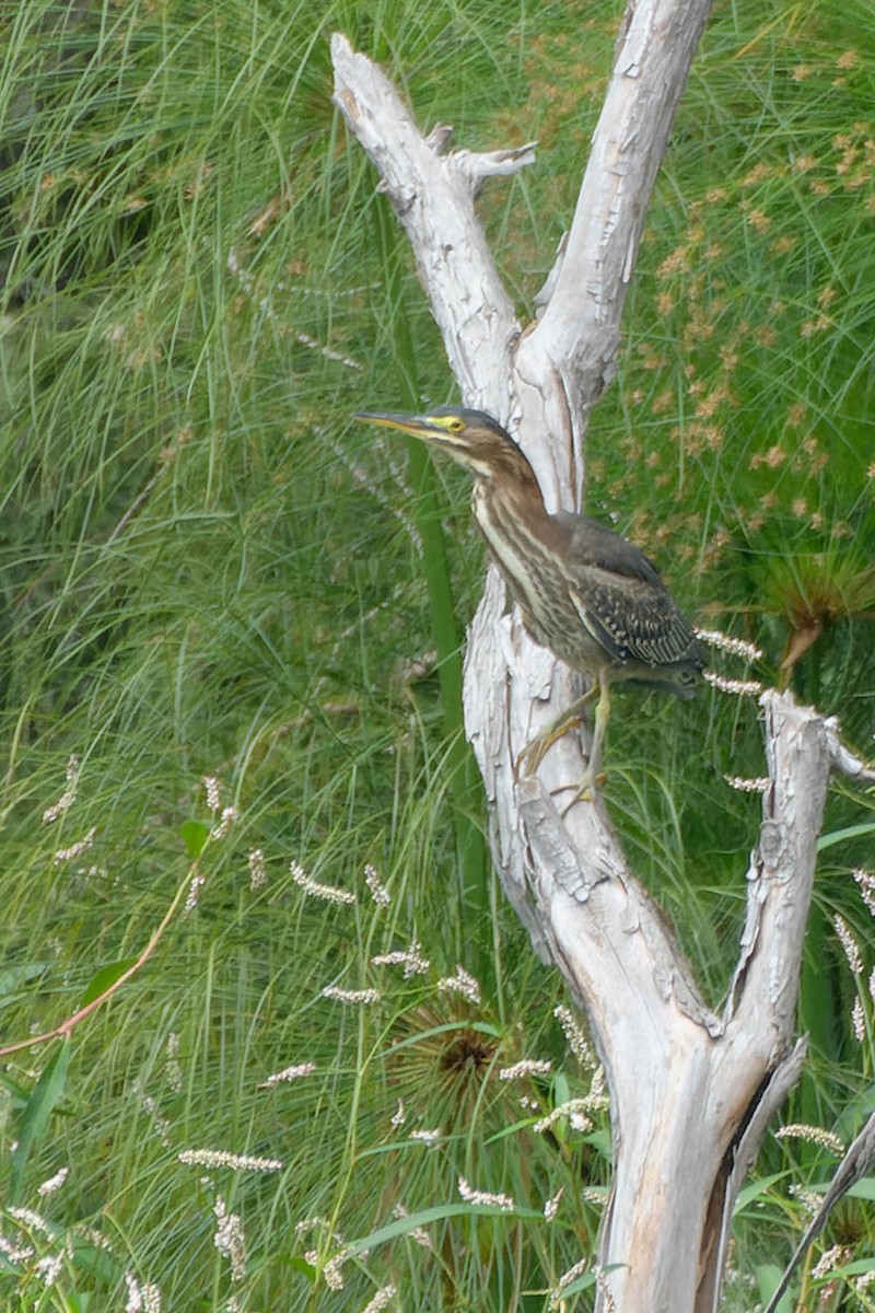 Green Heron - ML642358448
