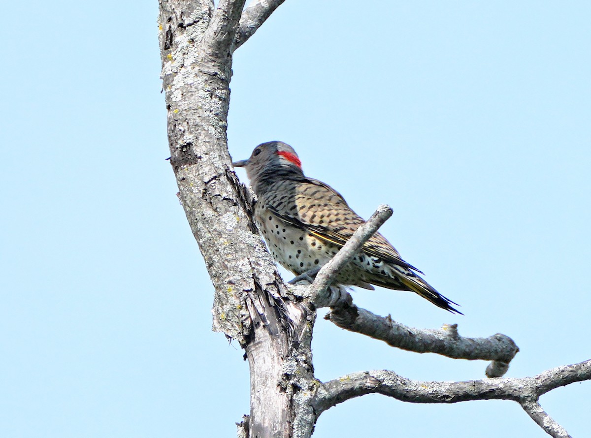 Northern Flicker - ML642358463
