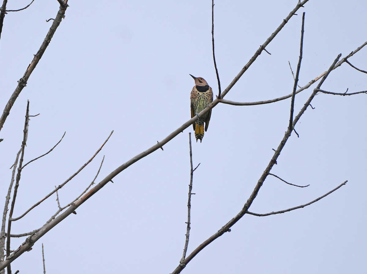 Northern Flicker - ML642358464