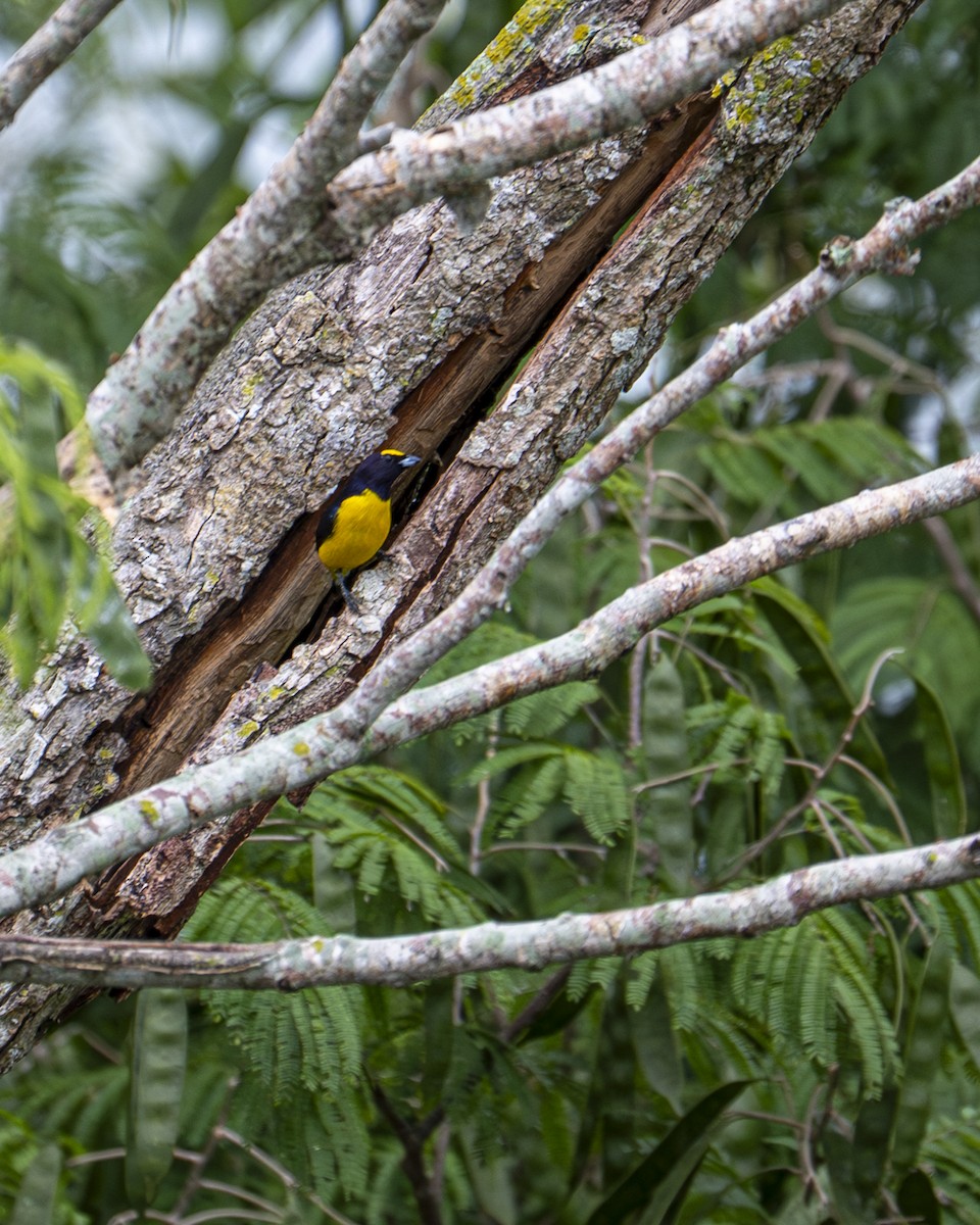 Scrub Euphonia - ML642358497