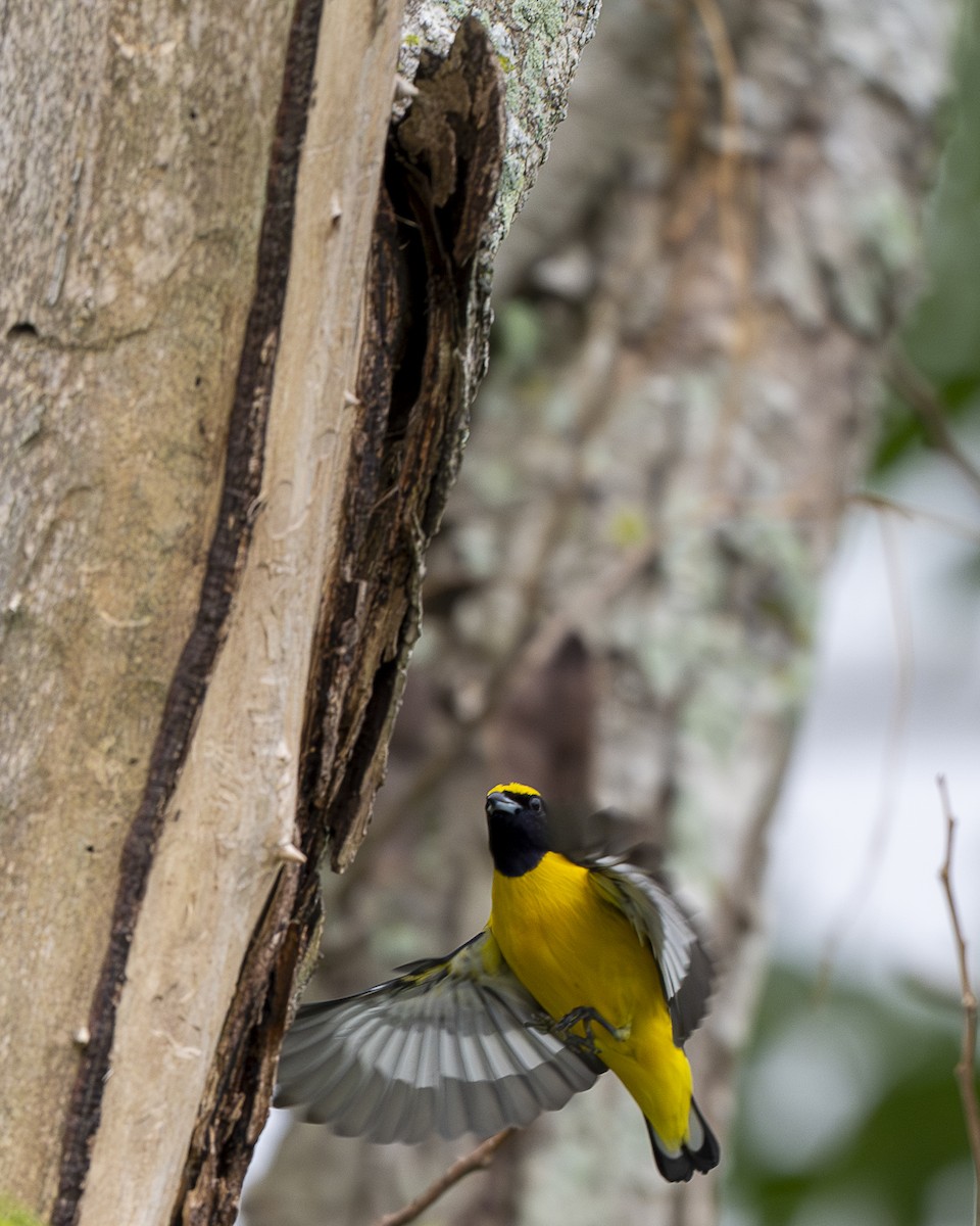 Scrub Euphonia - ML642358499