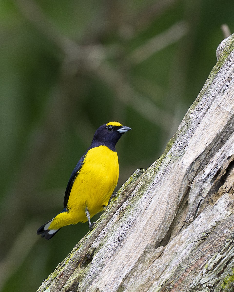 Scrub Euphonia - ML642358500