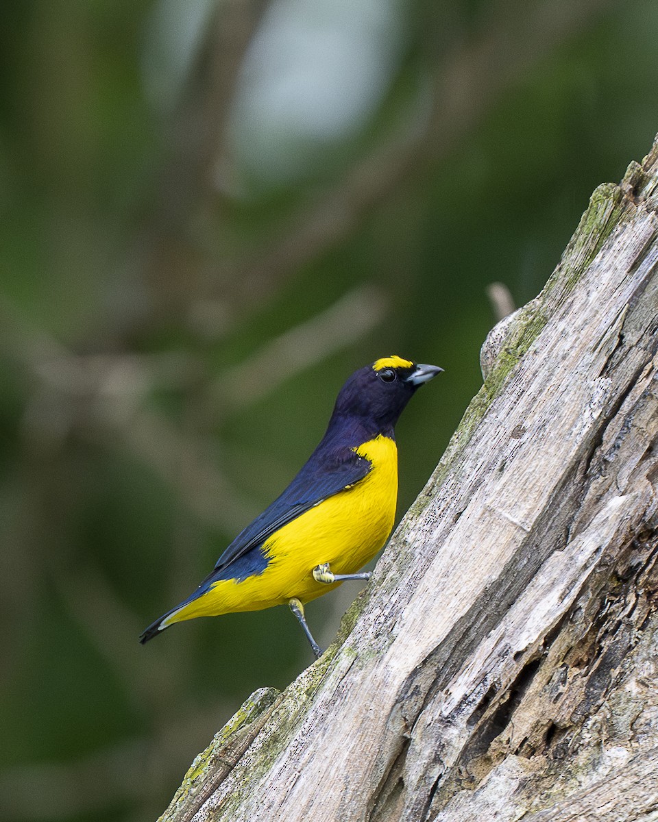 Scrub Euphonia - ML642358501