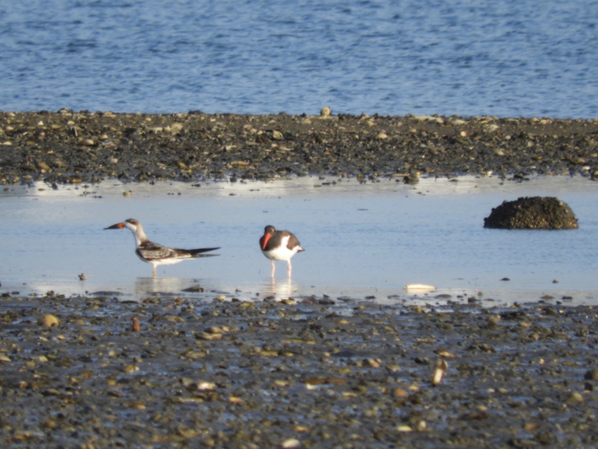 Black Skimmer - ML642358526