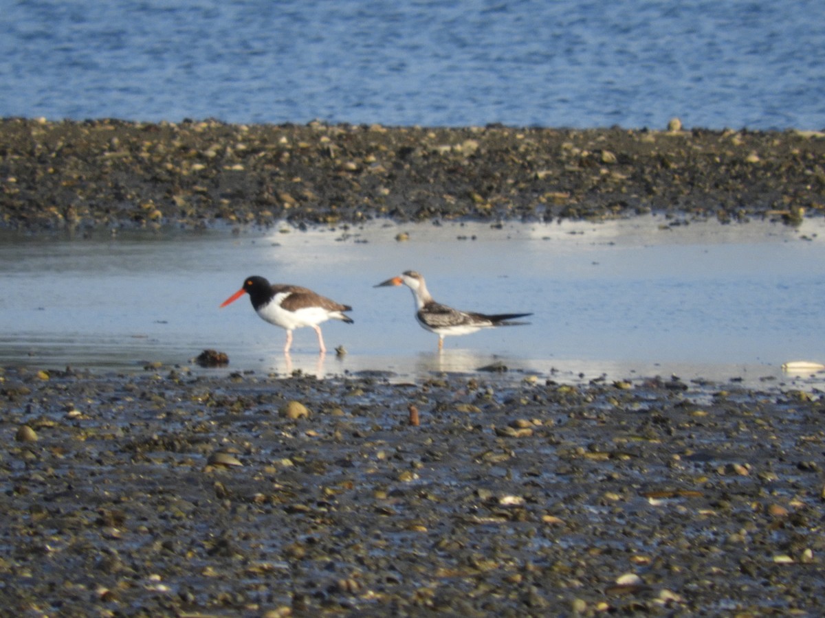 Black Skimmer - ML642358533