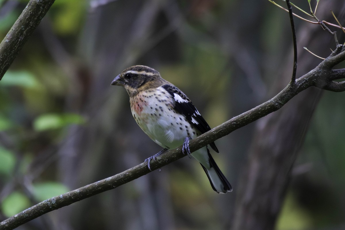 Rose-breasted Grosbeak - ML642358541