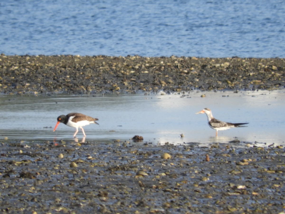 Black Skimmer - ML642358549
