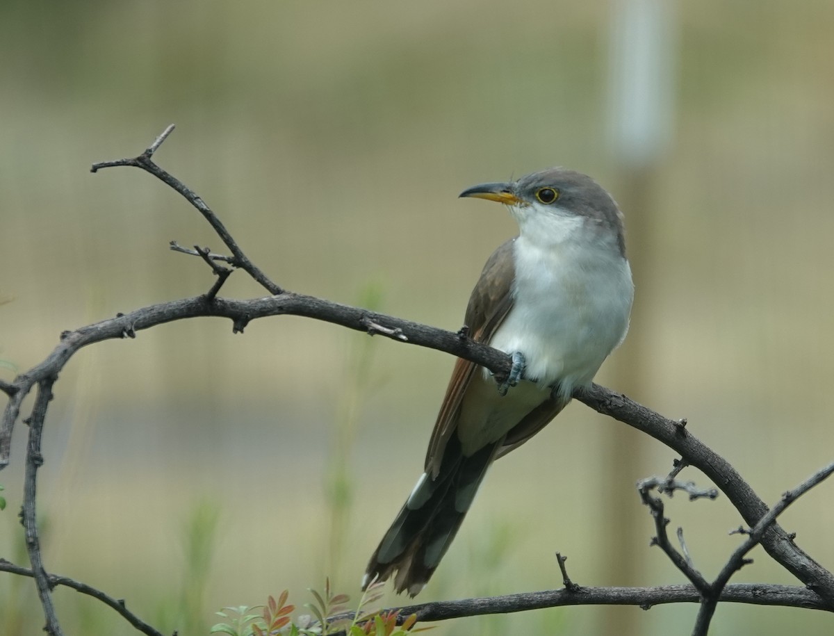 Yellow-billed Cuckoo - ML642358571