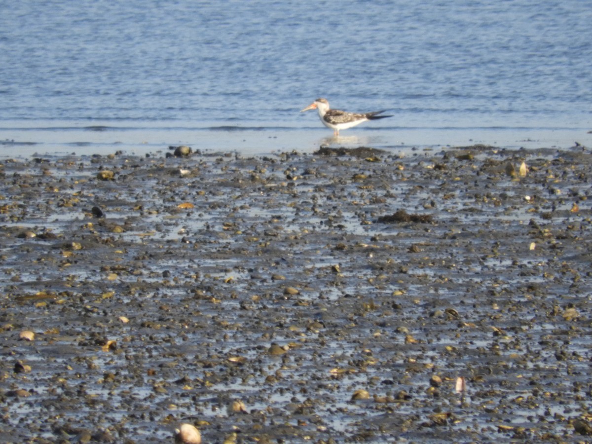 Black Skimmer - ML642358572